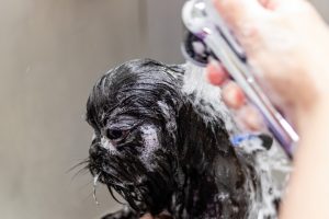 Qualifications for hairdressing jobs